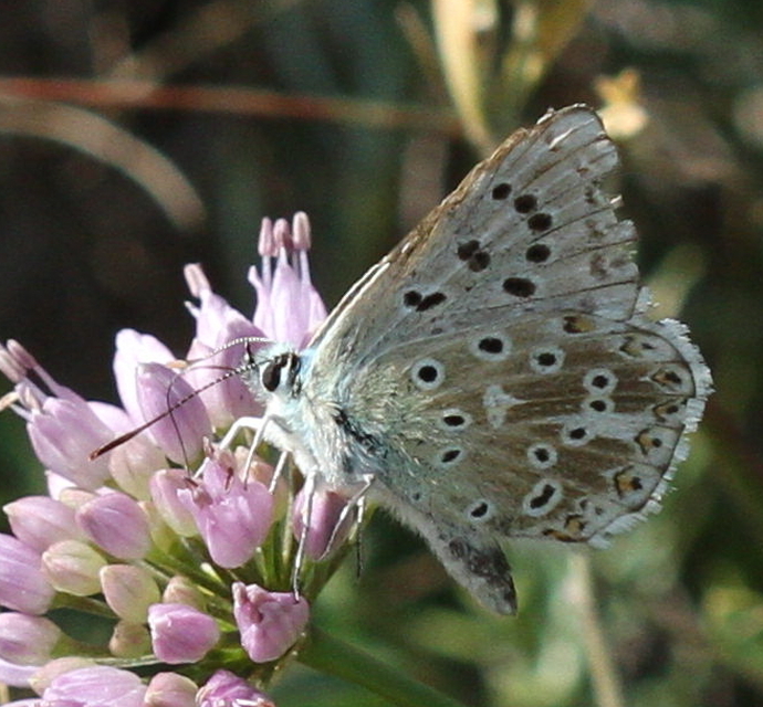 Polyommatus coridon - ezüstkék boglárka