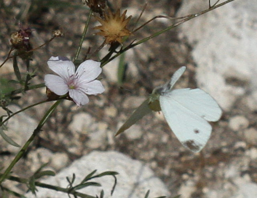 Pieris ergane - sziklai fehérlepke