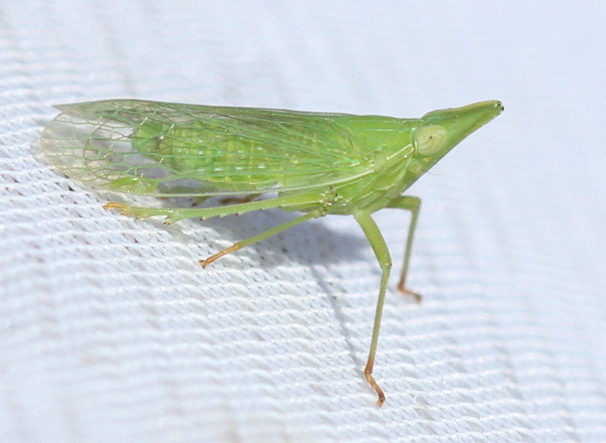 Dictyophara europaea