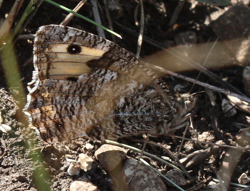 Hipparchia semele - barna szemeslepke