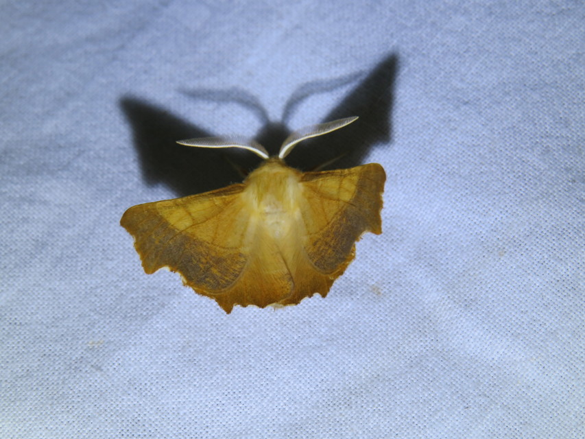 Ennomos fuscantaria - kőris-levélaraszoló