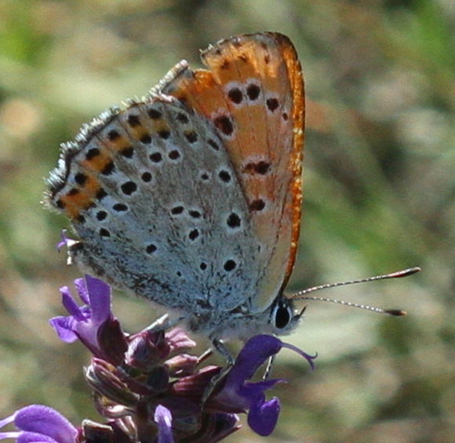 Lycaena thersamon - kis tűzlepke