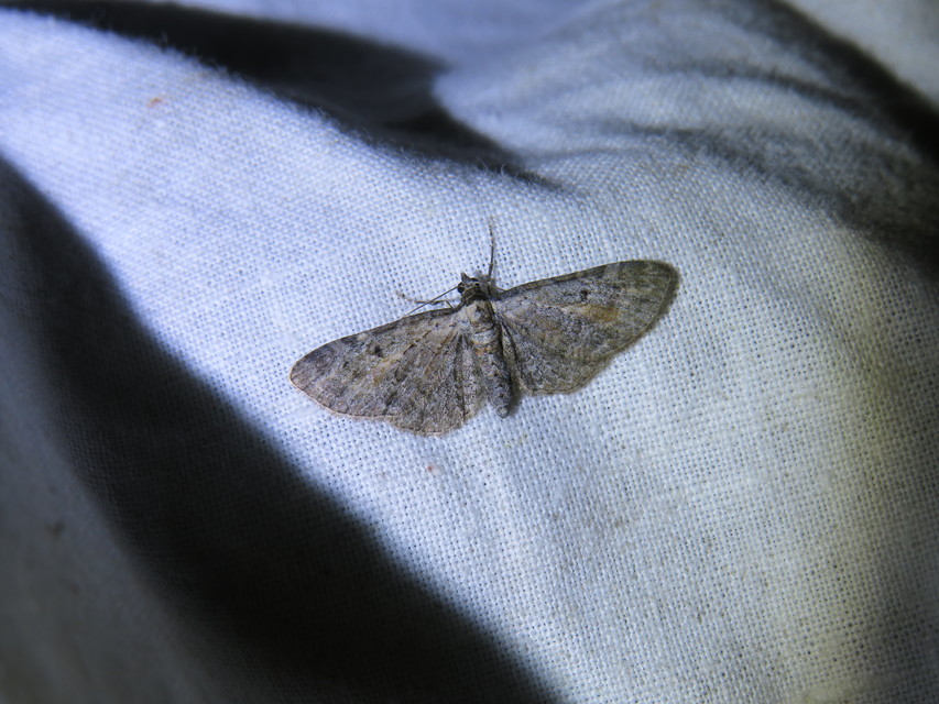 Eupithecia icterata - rozsdafoltos törpearaszoló