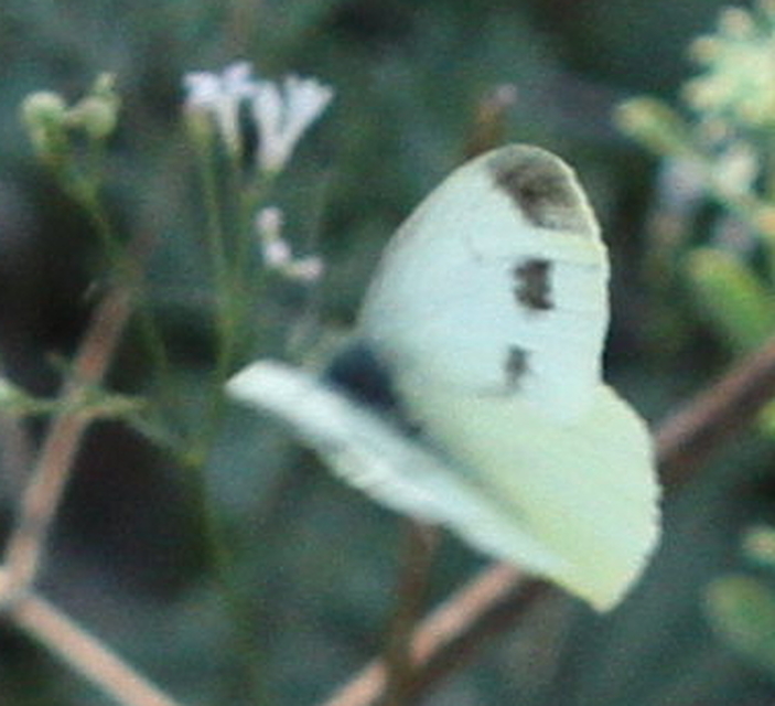Pieris ergane - sziklai fehérlepke