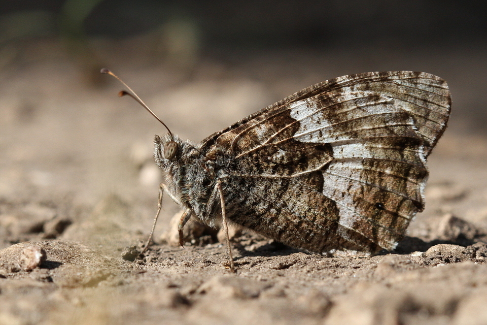 Hipparchia semele - barna szemeslepke