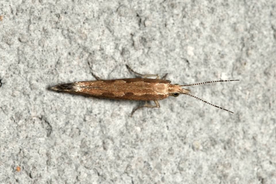 Plutella xylostella - káposztamoly