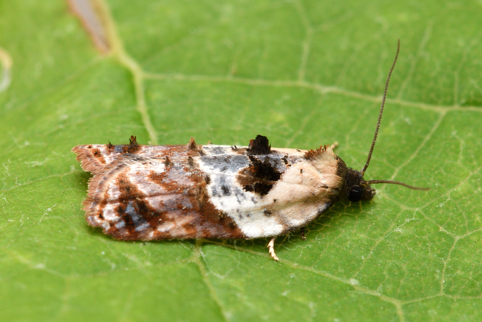 Acleris variegana - tarka levélmoly