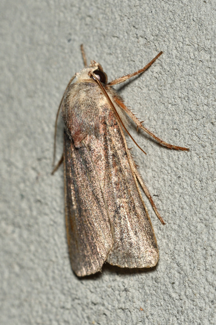 Xestia xanthographa - tarka fűbagoly