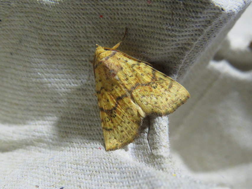 Tiliacea sulphurago - kénes sárgabagoly