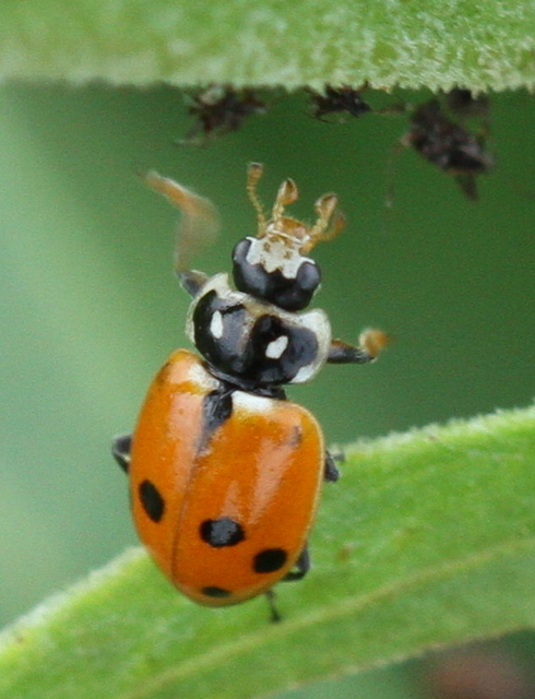 Hippodamia variegata - tizenhárompettyes katica