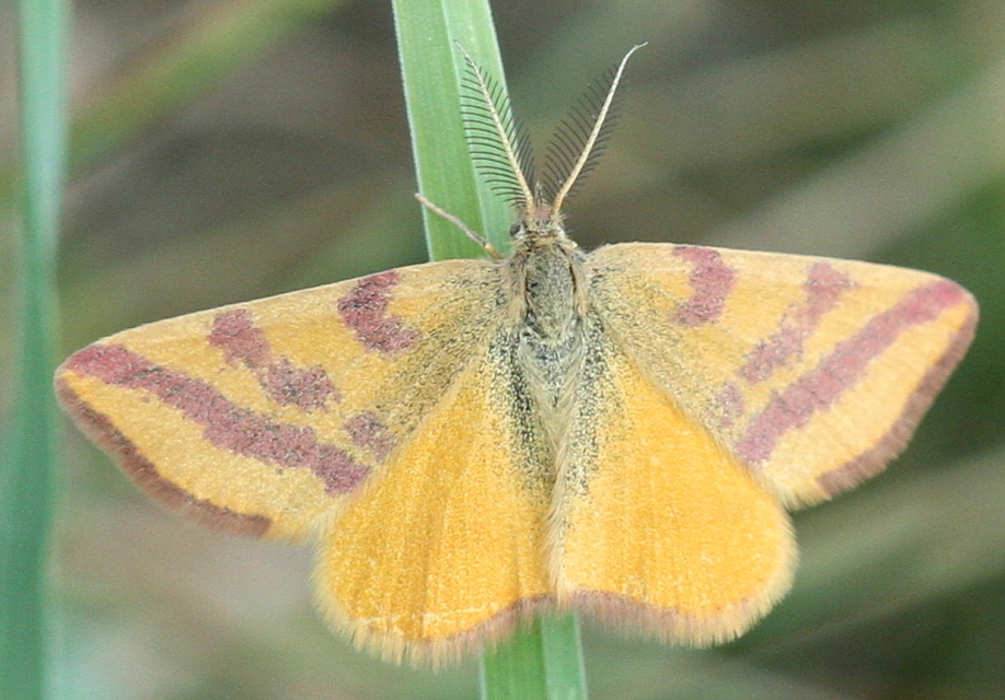 Lythria cruentaria - bíborcsíkos araszoló
