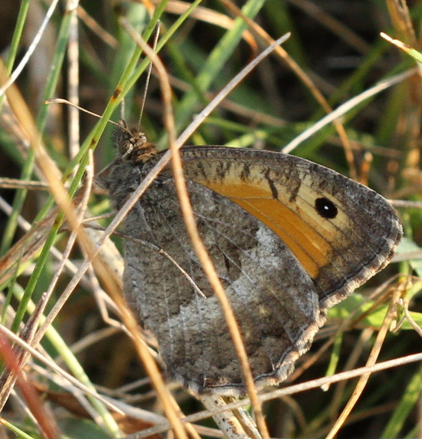 Arethusana arethusa - közönséges szemeslepke