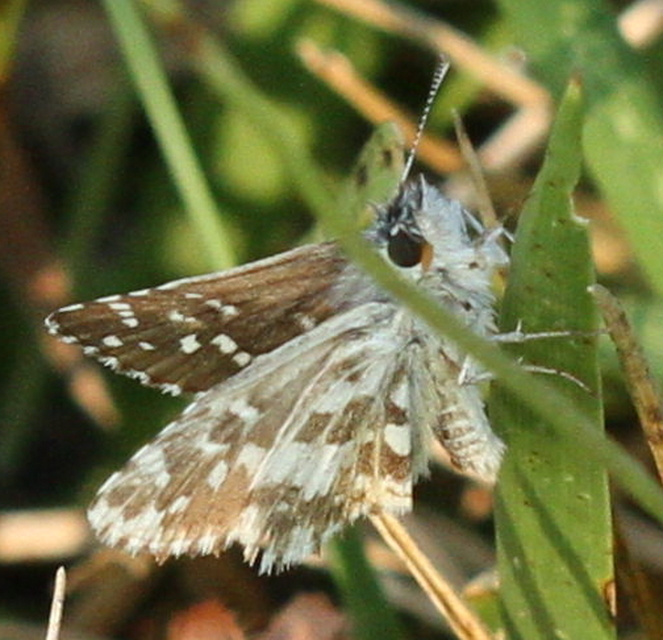 Pyrgus armoricanus - feles busalepke