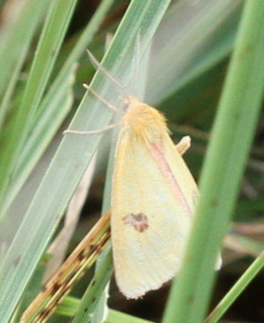 Diacrisia sannio - vörösszélű medvelepke