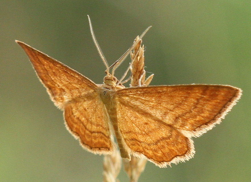Idaea ochrata - okkerszínű sávosaraszoló