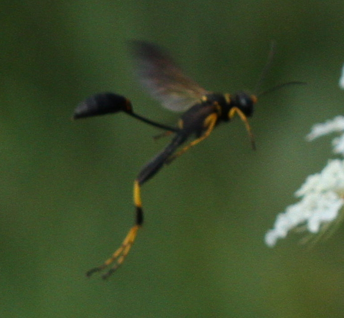 Sceliphron caementarium - feketenyelű lopódarázs