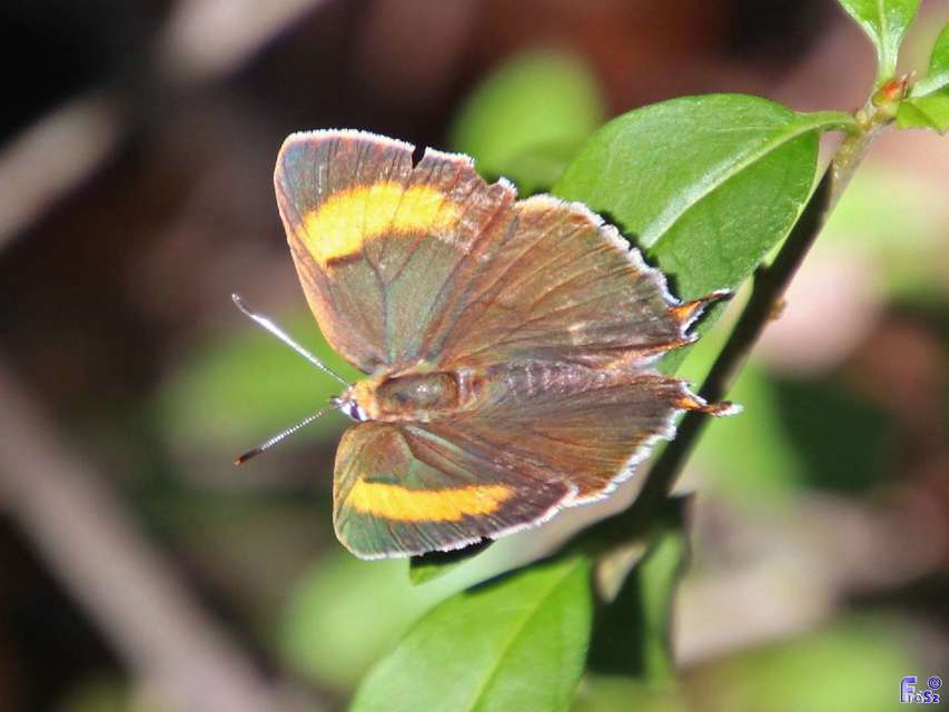 Thecla betulae - nyírfalepke