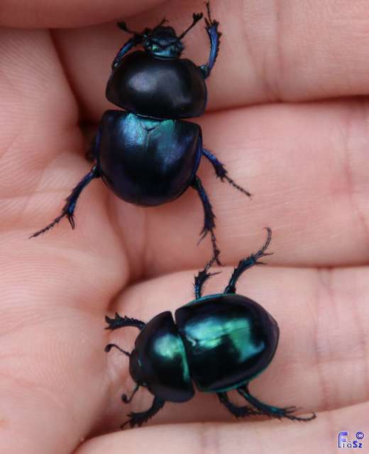 Trypocopris vernalis - tavaszi álganéjtúró