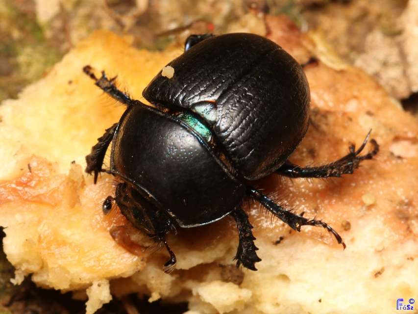 Anoplotrupes stercorosus - erdei álganéjtúró