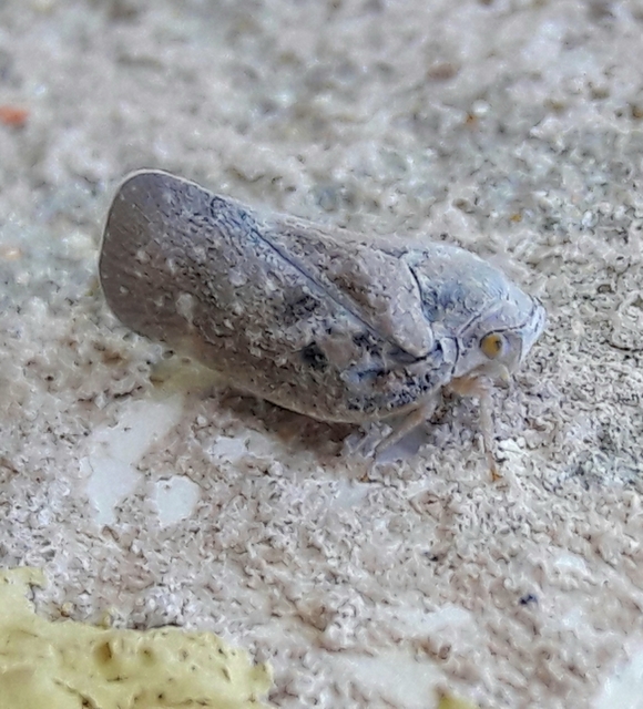 Metcalfa pruinosa - amerikai lepkekabóca