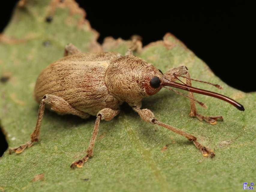 Curculio propinquus - halvány zsuzsóka