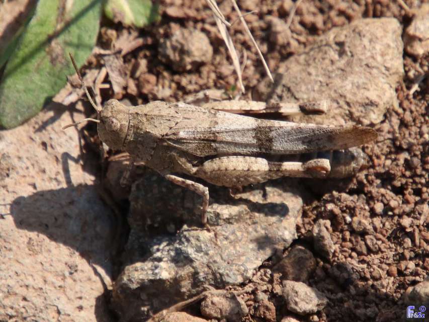 Oedipoda caerulescens - kékszárnyú sáska