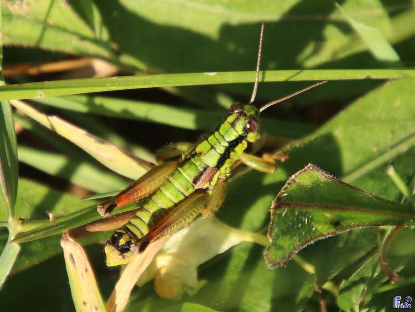 Pseudopodisma nagyi - Nagy-hegyisáska