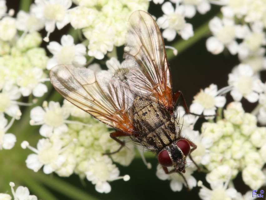 Phaonia angelicae