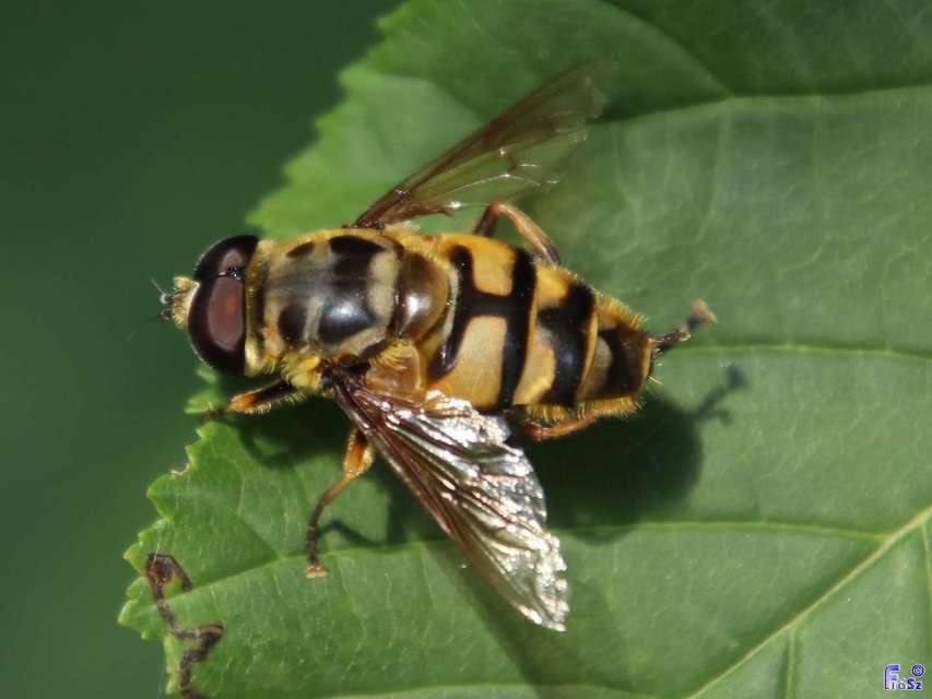 Myathropa florea - halálfejes odúlégy
