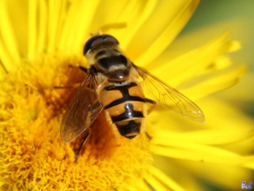 Myathropa florea - halálfejes odúlégy