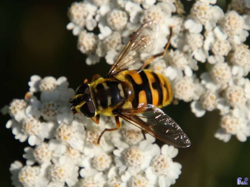 Myathropa florea - halálfejes odúlégy