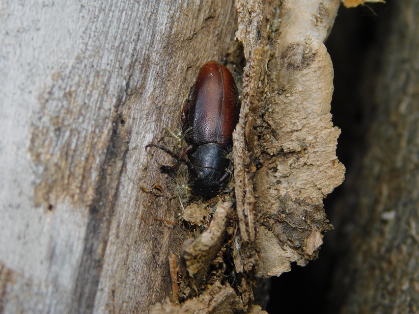 Dorcadion aethiops - fekete gyalogcincér