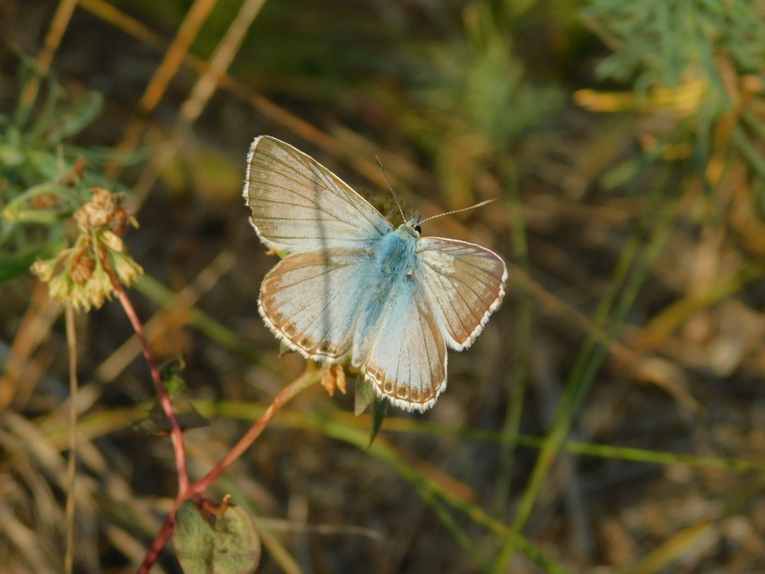 Polyommatus coridon - ezüstkék boglárka