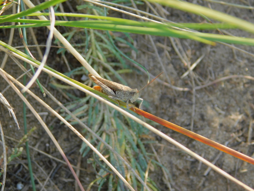 Chorthippus brunneus - közönséges tarlósáska
