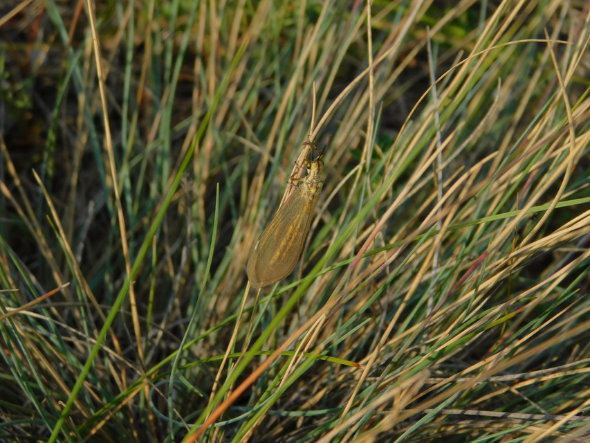 Myrmecaelurus trigrammus - hangyafarkas