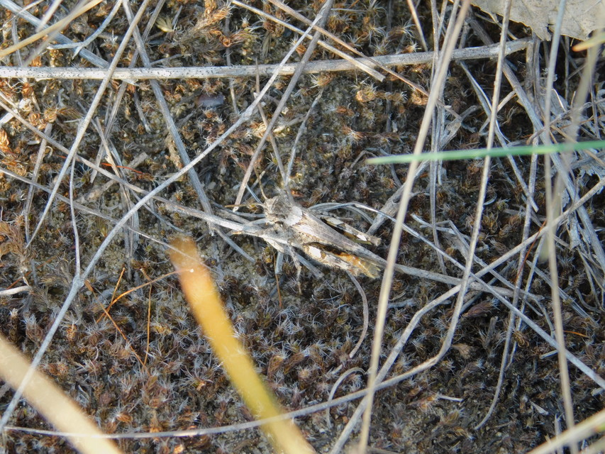 Acrotylus insubricus - önbeásósáska