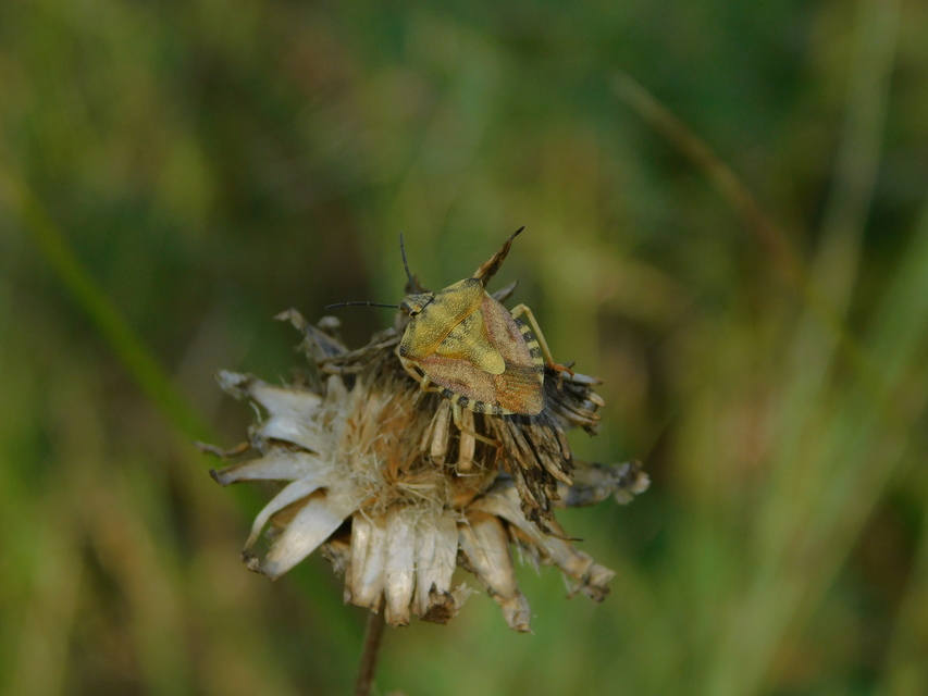 Carpocoris