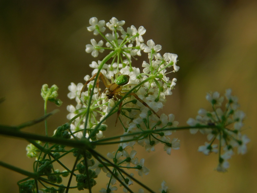 Ebrechtella tricuspidata - alakoskodó karolópók