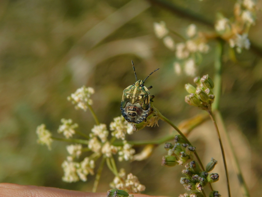 Carpocoris