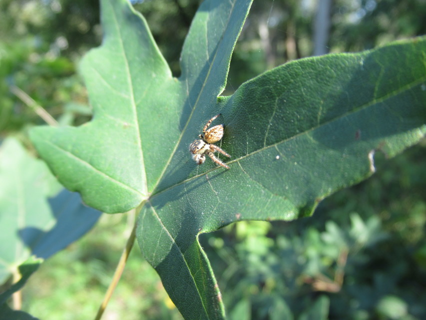 Carrhotus xanthogramma - rozsdás ugrópók