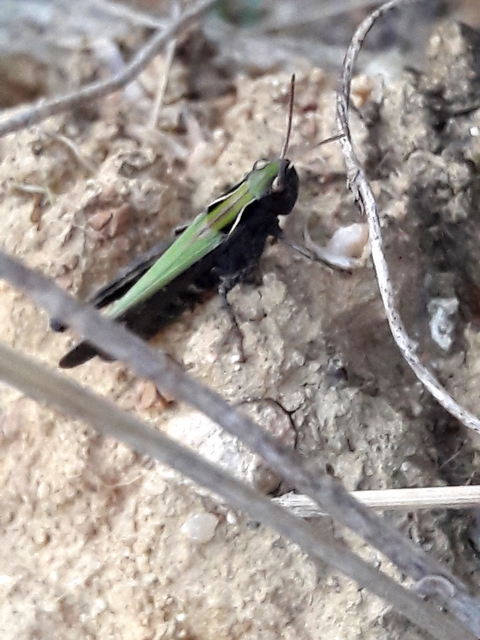 Omocestus rufipes - vöröshasú tarlósáska