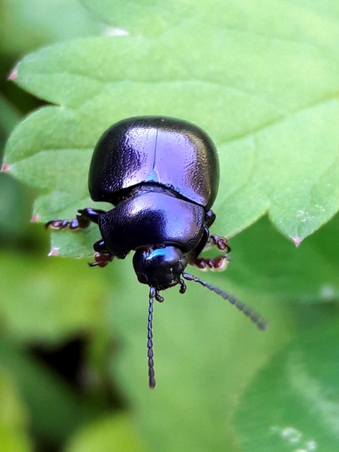 Chrysolina sturmi - vöröslábú levelész