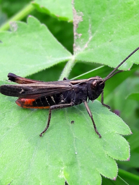 Omocestus rufipes - vöröshasú tarlósáska