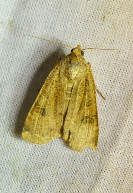 Noctua interposita - köztes sárgafűbagoly