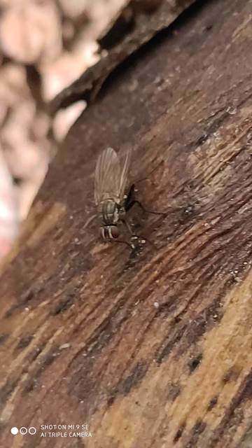 Muscidae - igazi legyek