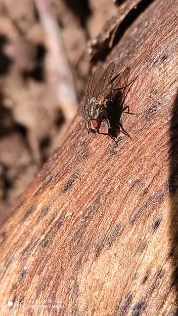 Muscidae - igazi legyek