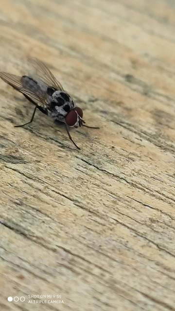 Anthomyia