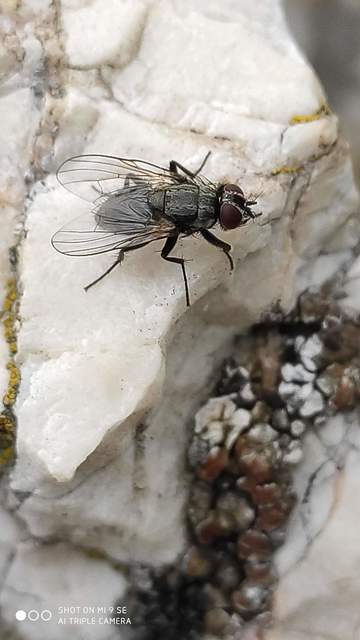 Muscidae - igazi legyek