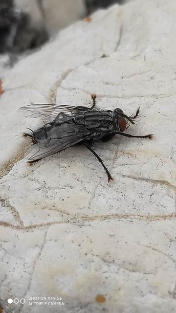 Sarcophagidae - húslégyfélék
