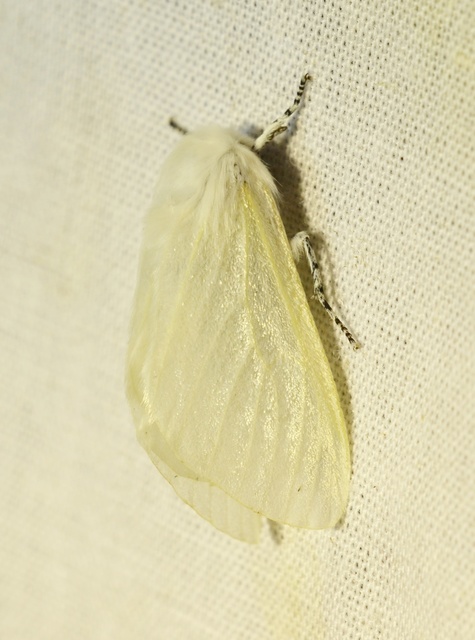 Leucoma salicis - fűzfaszövő